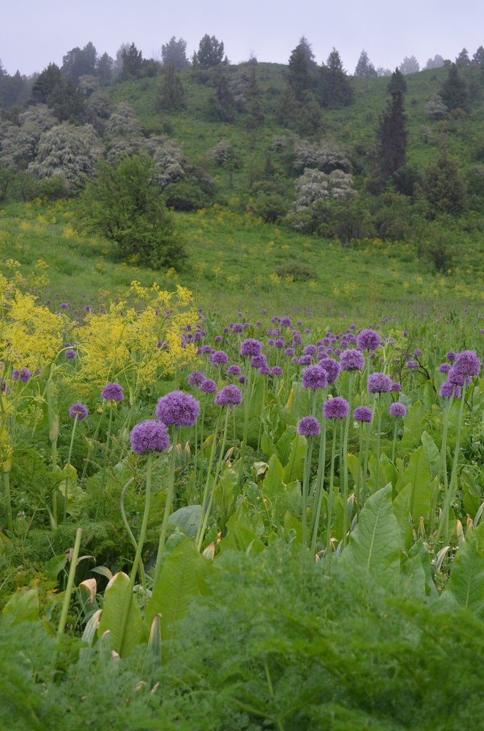 Native habitat