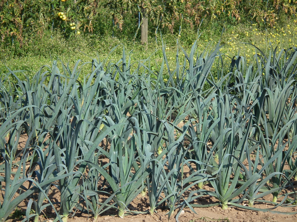 Form of leeks