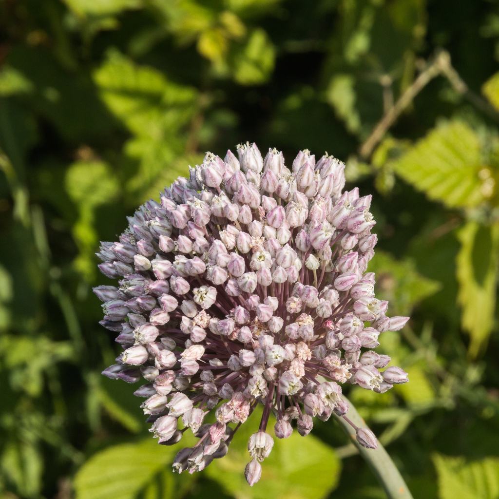 wild leek flower