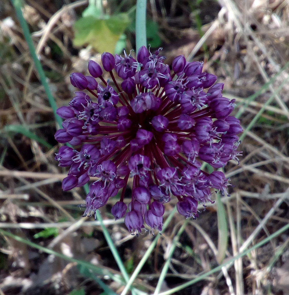 Purple flowers