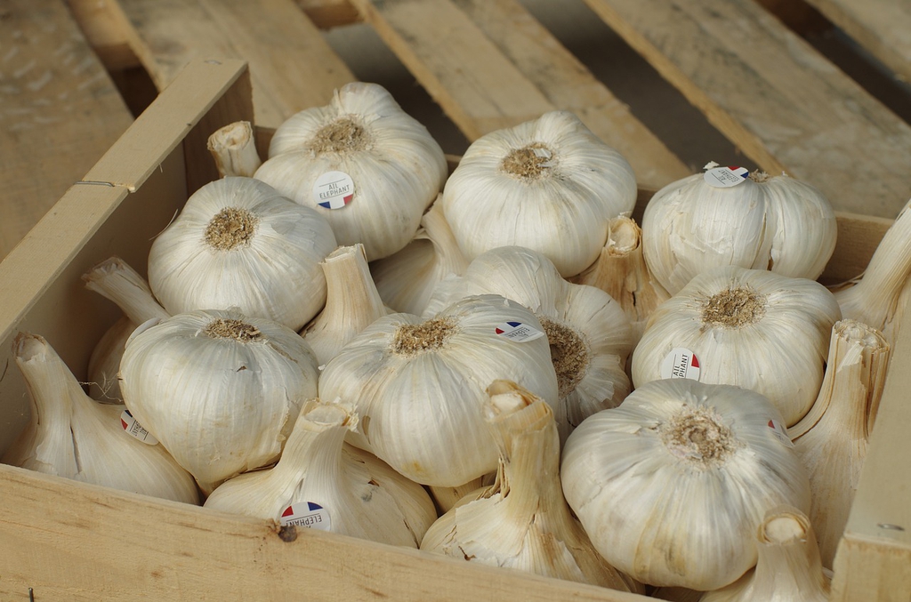 Elephant garlic