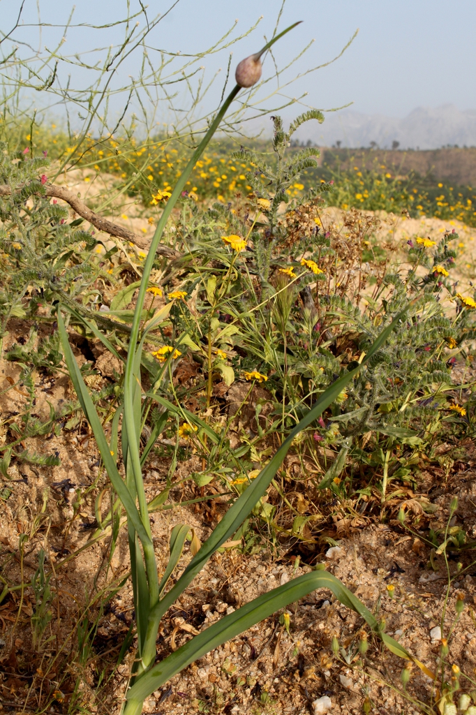 Garlic Habit