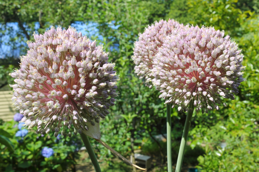 Leeks blooming