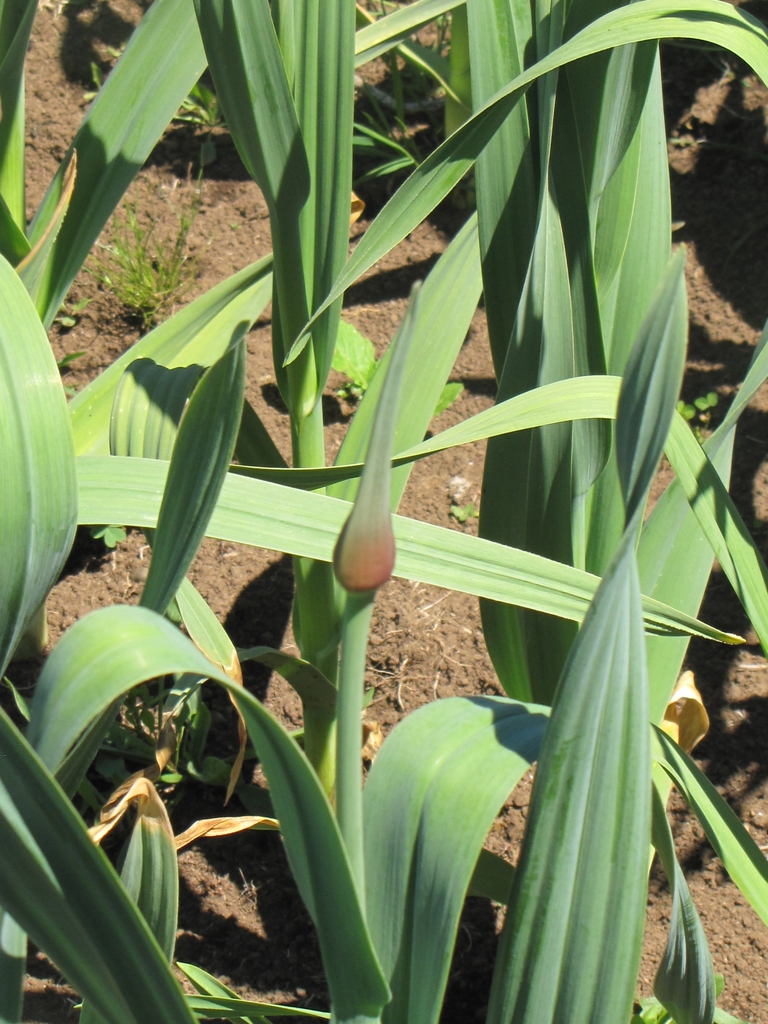 Elephant garlic growing