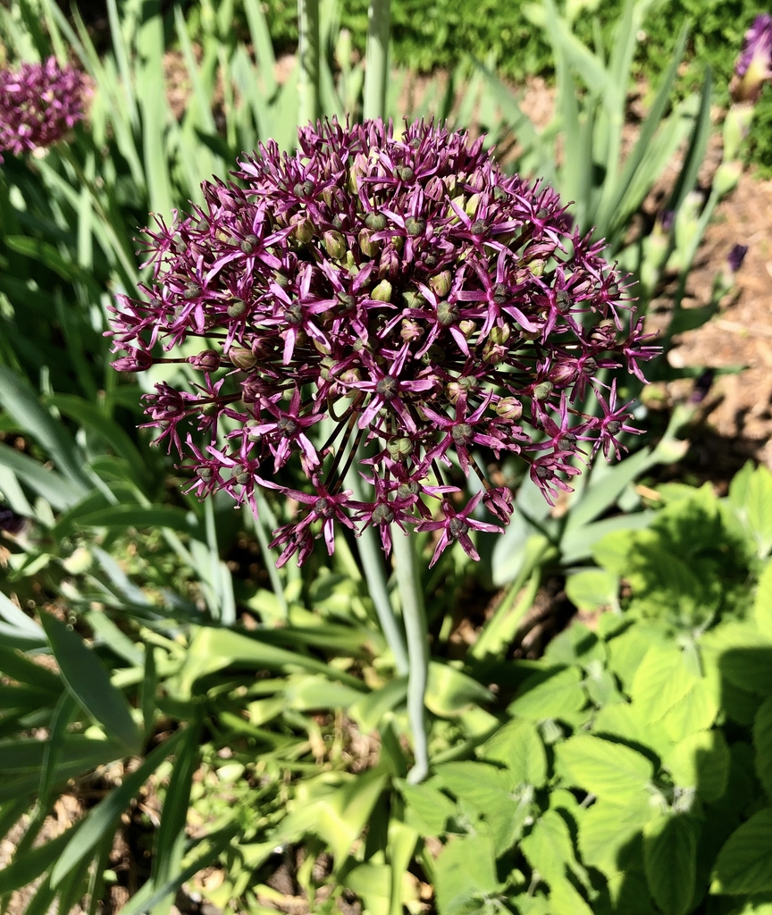 flower head with dark purple star like flowers