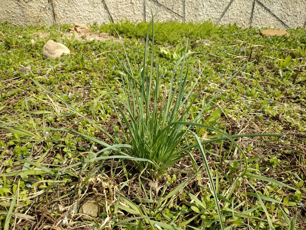 Form and leaves