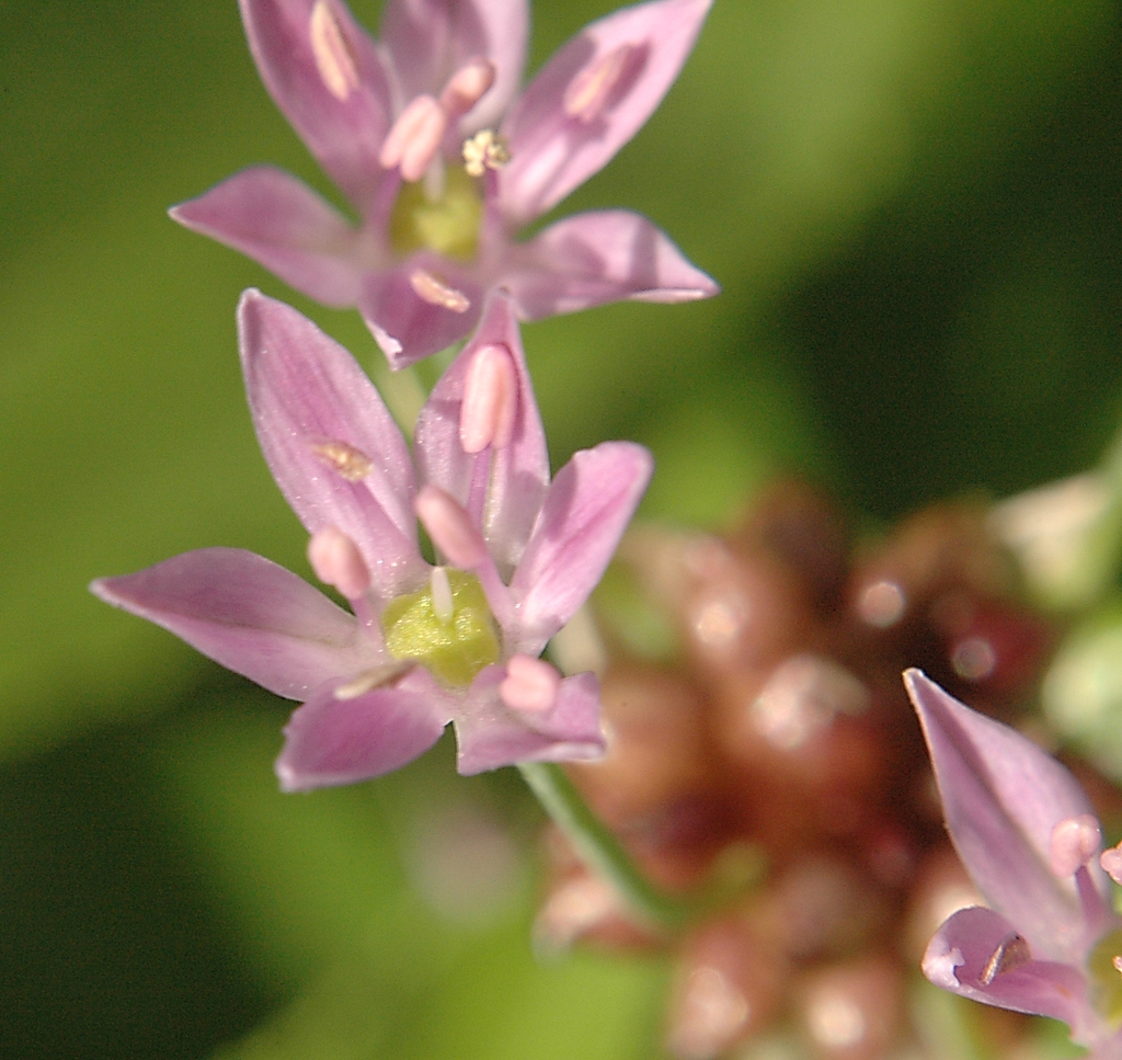 Flower close up
