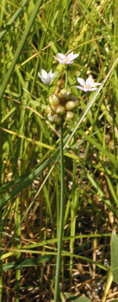 Stem, bloom, bulbhead