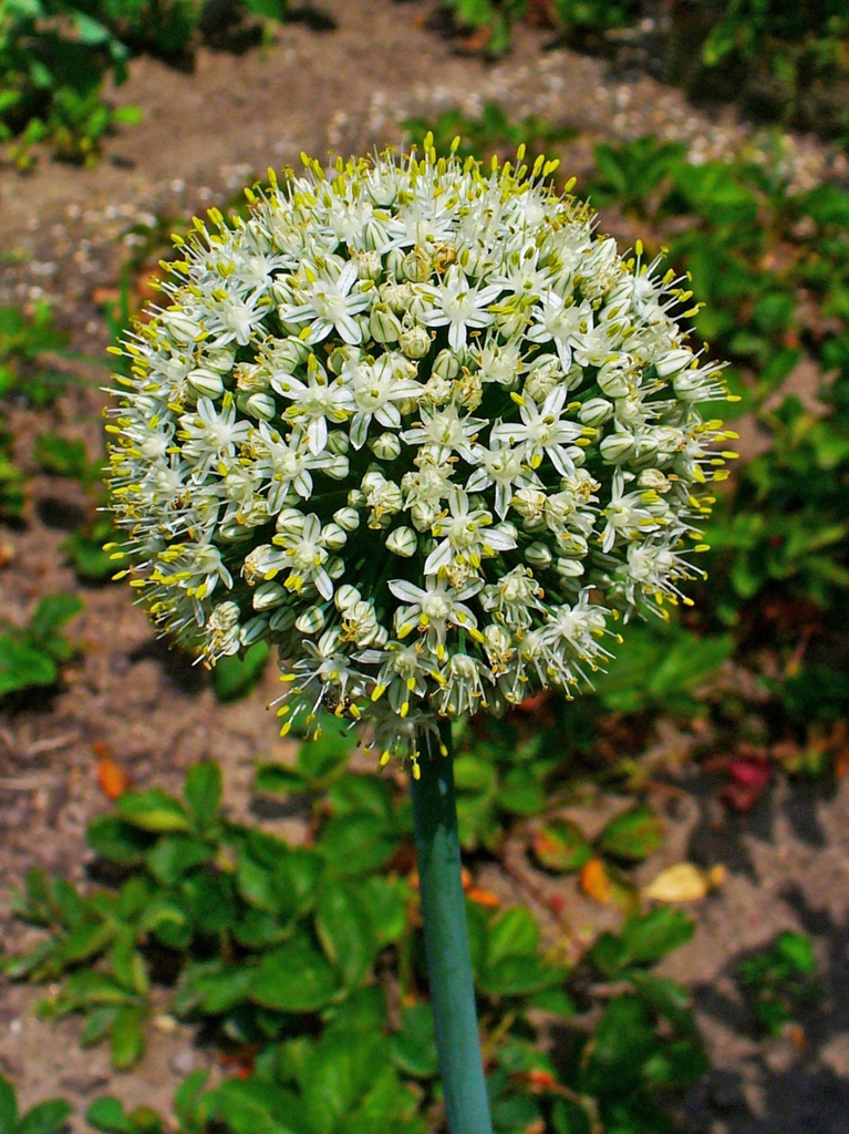 Allium cepa