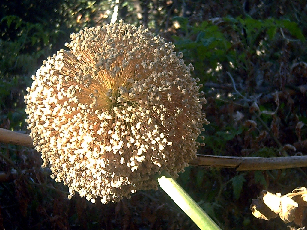 Allium cepa Inflorescence