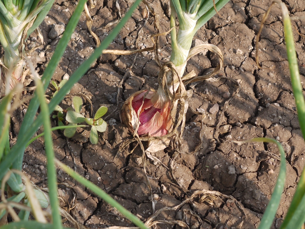 Allium cepa