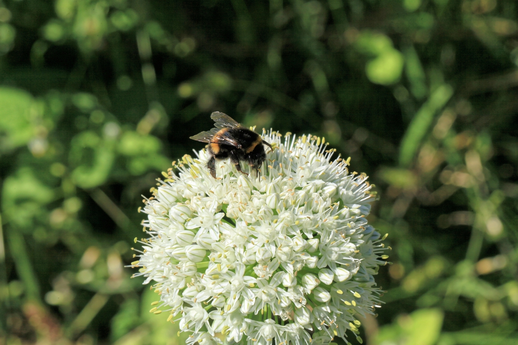 Allium cepa inflorescence