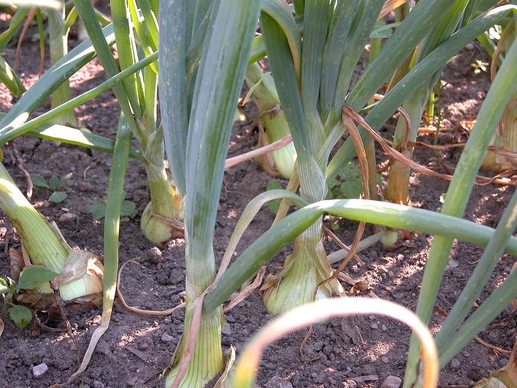 Allium cepa