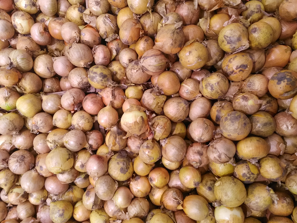 Allium cepa