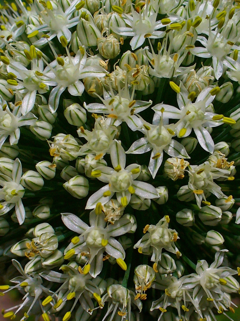 Allium cepa