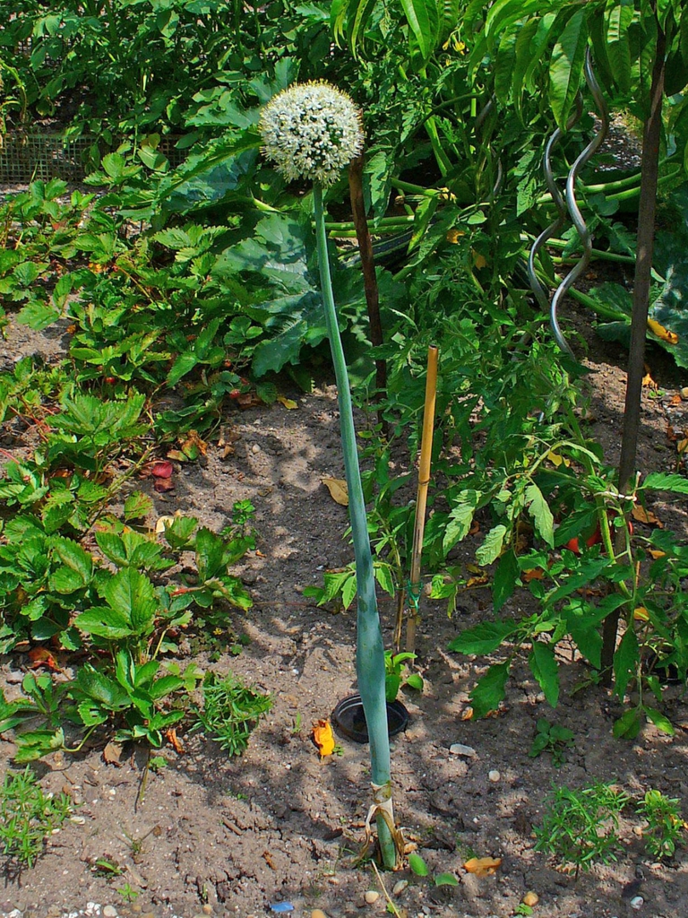 Allium cepa habit with inflorescence