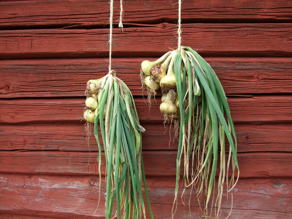 Allium cepa drying