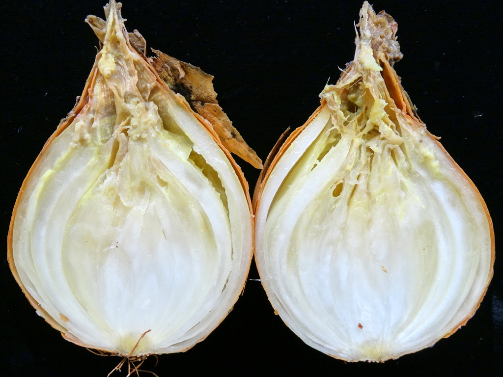 Allium cepa with rot