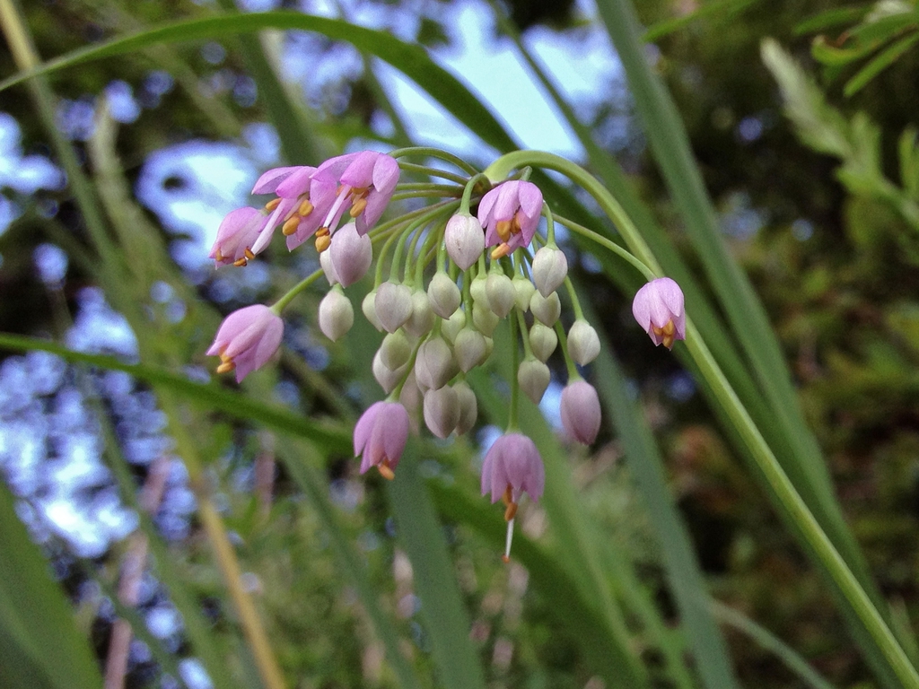 Allium cernuum