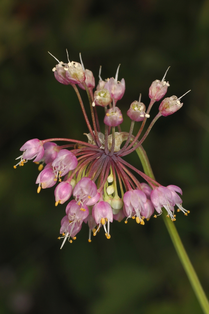 Allium cernuum