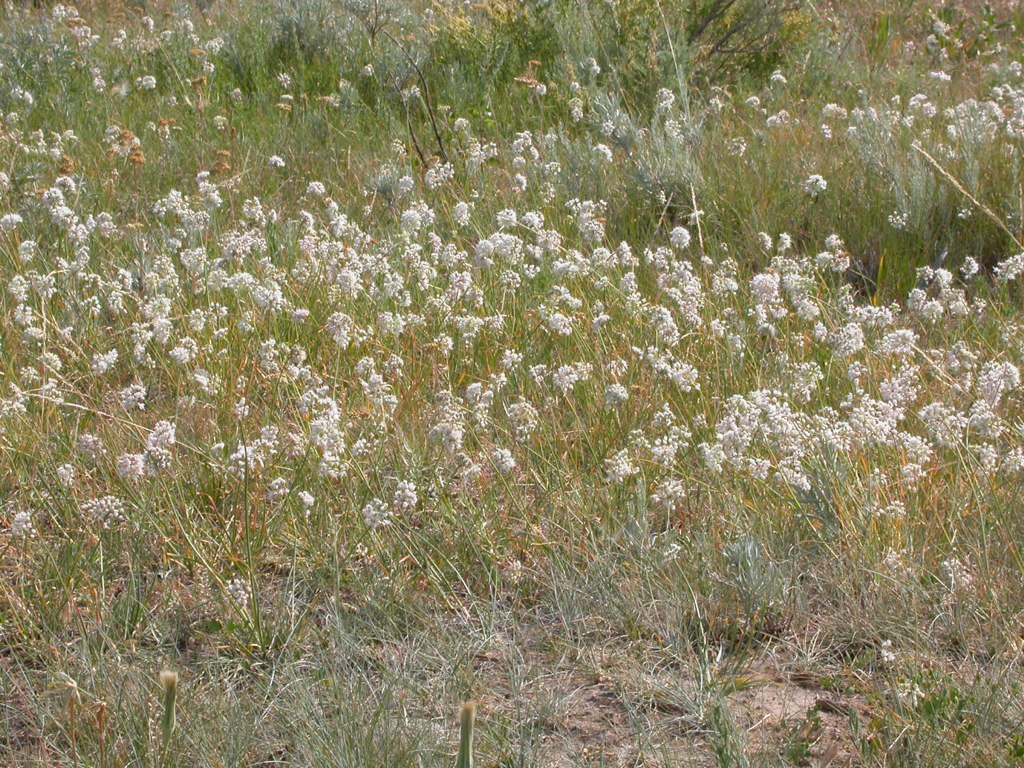 Allium cernuum
