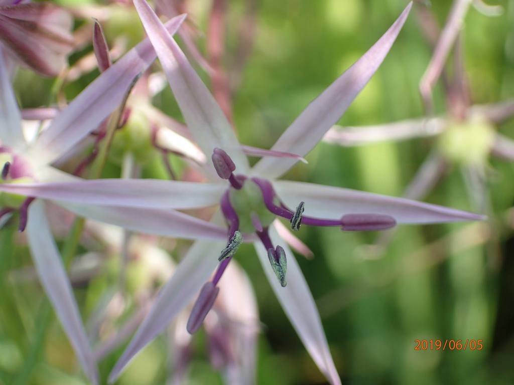 Close up of flower