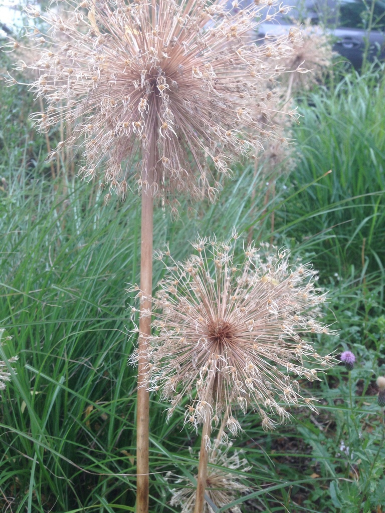 Dried flowers