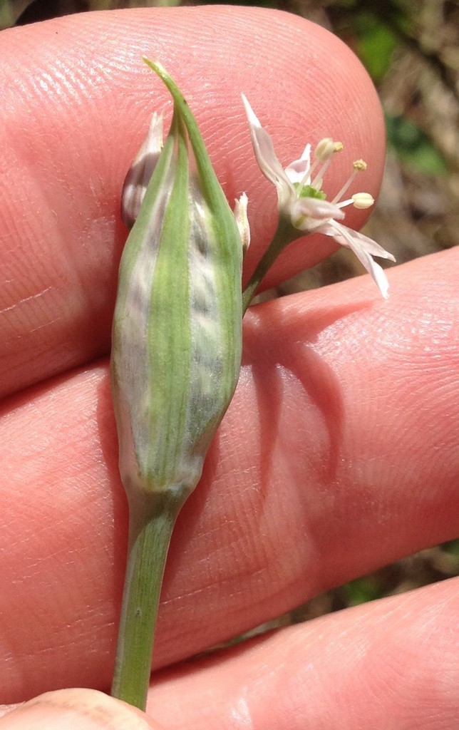 Flower bud