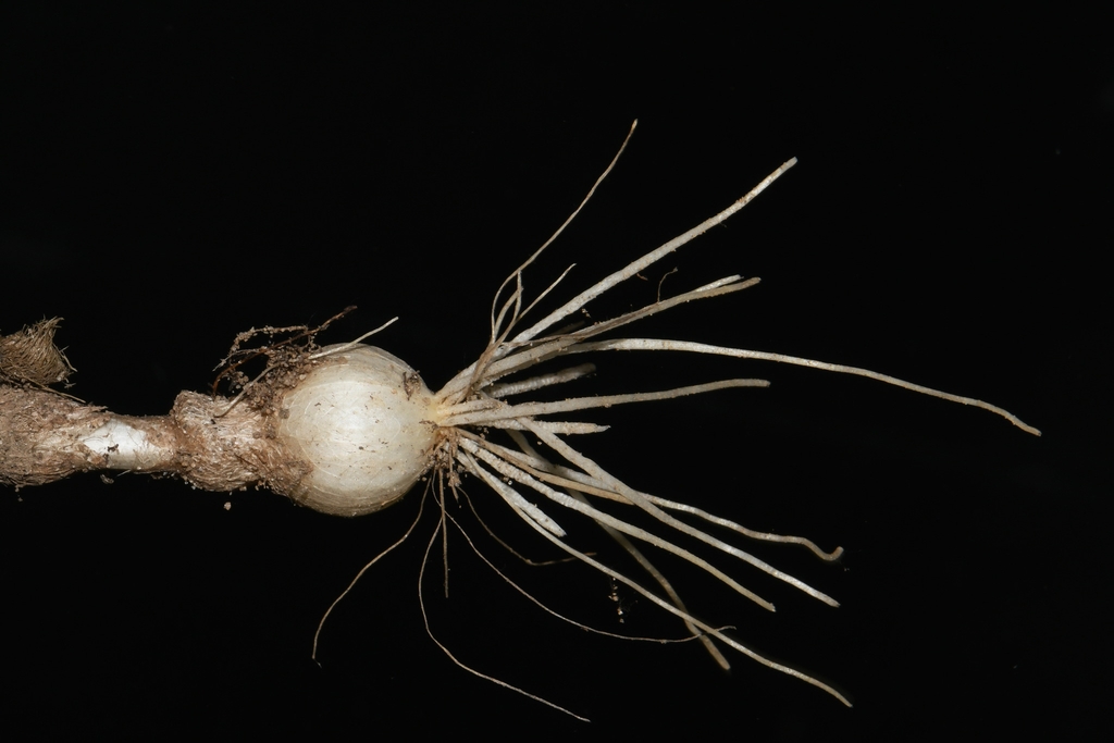 Bulb
