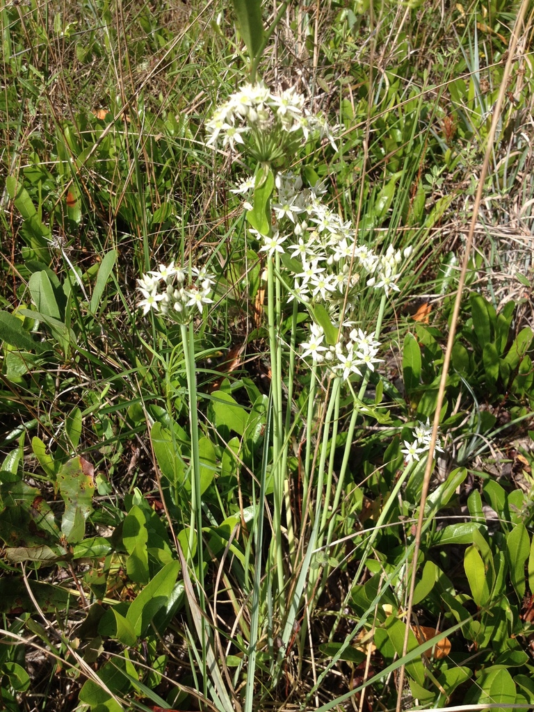 Form in bloom