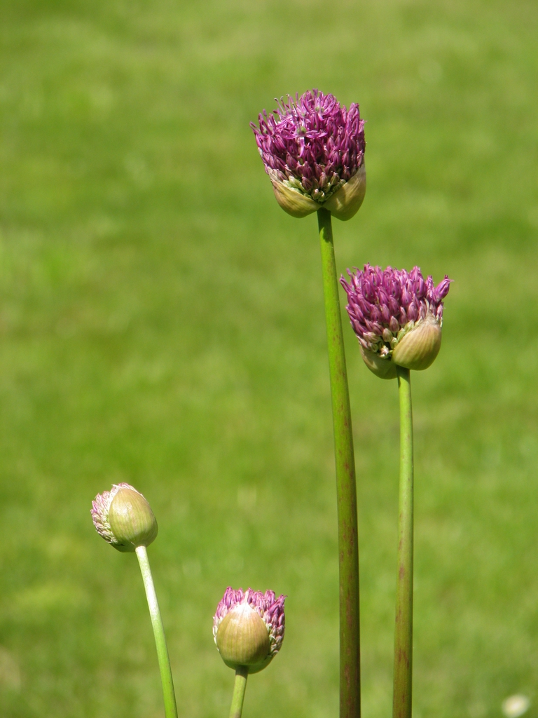 Flower buds 'Purple Sensation'