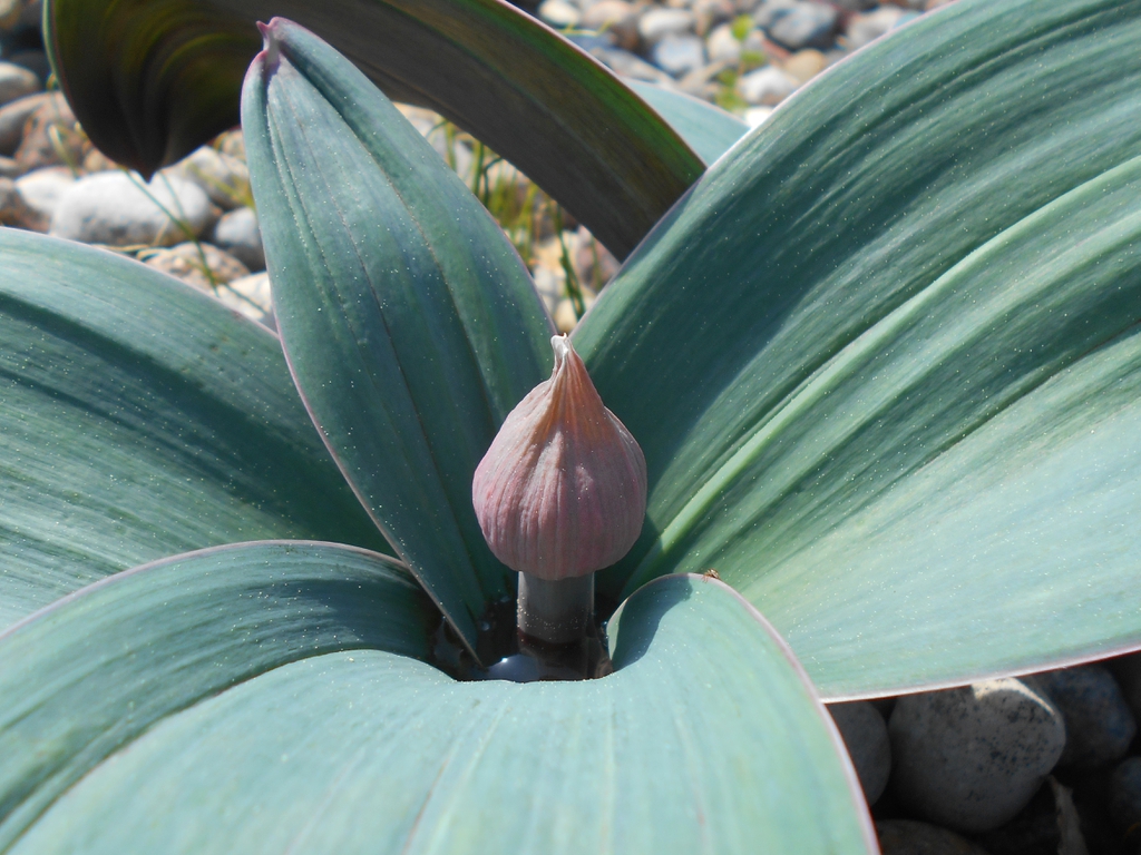 Leaves and emerging flower bud