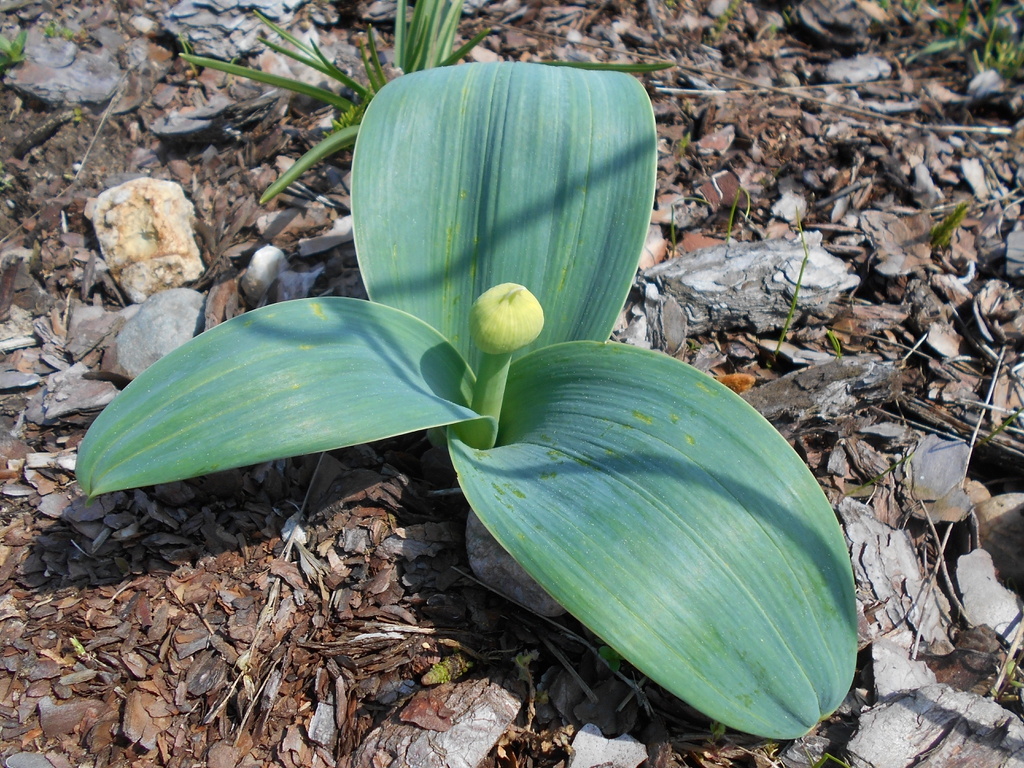Allium karataviense