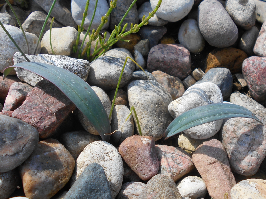 Allium karataviense