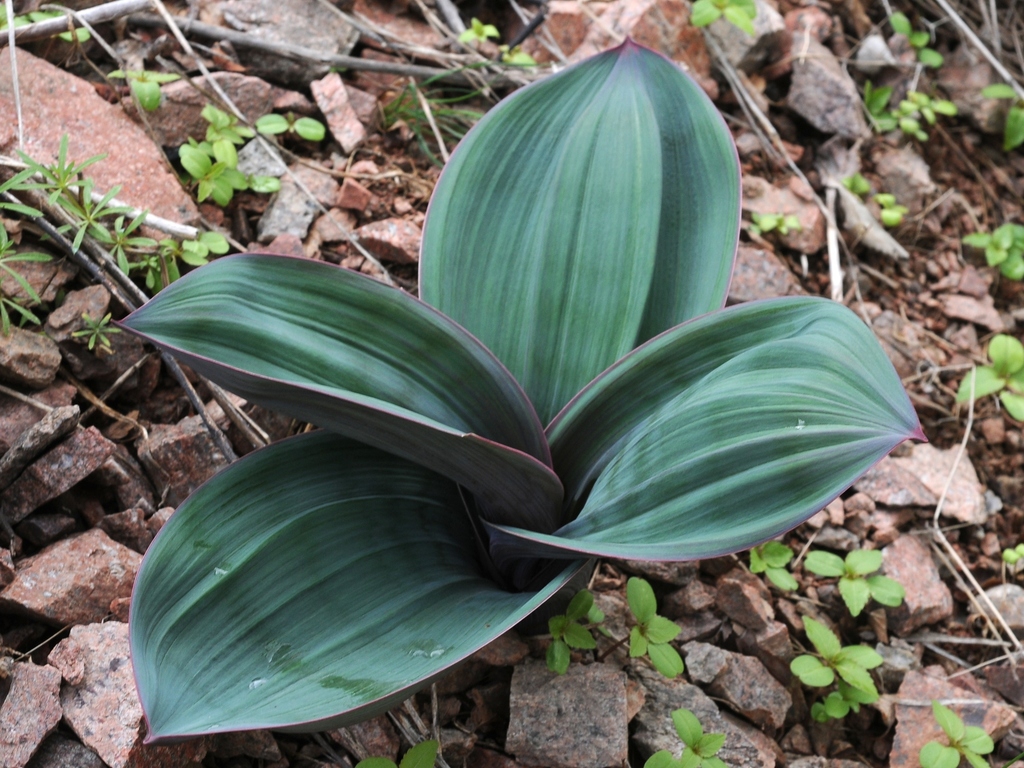 Leaves