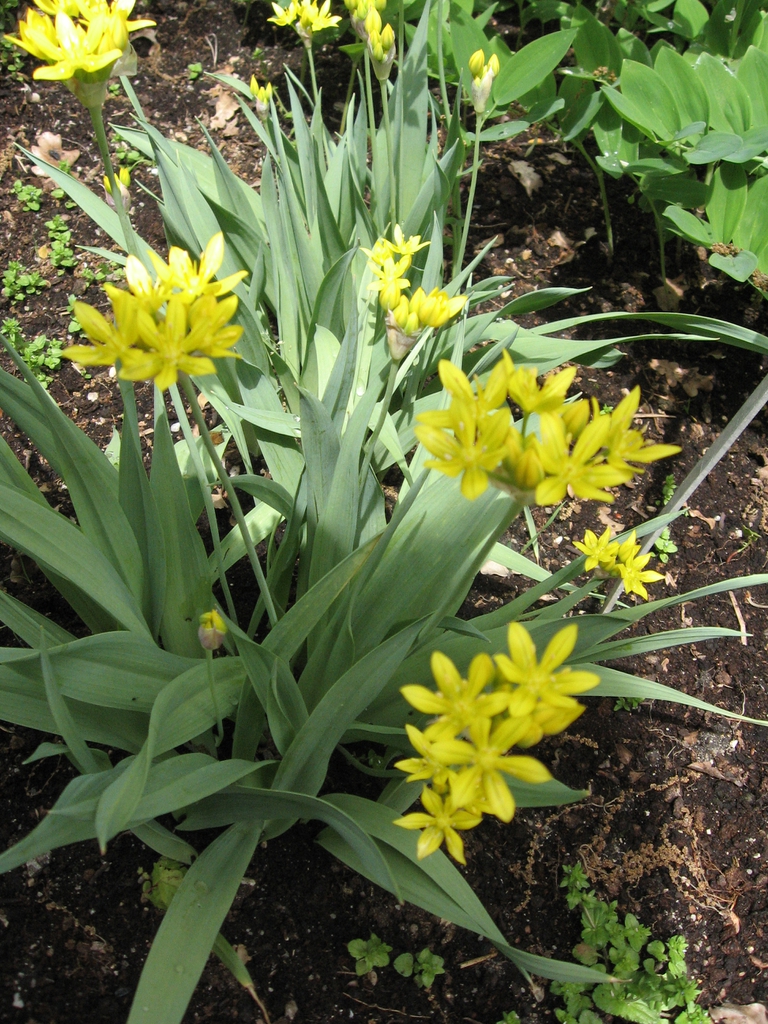 Allium moly