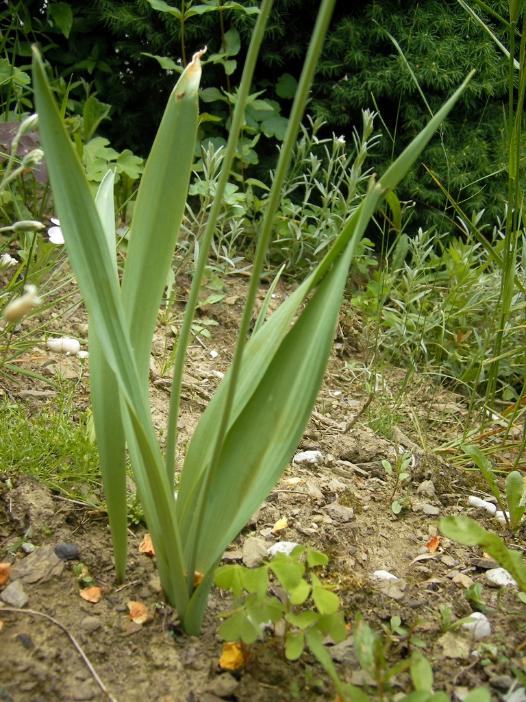 Allium moly