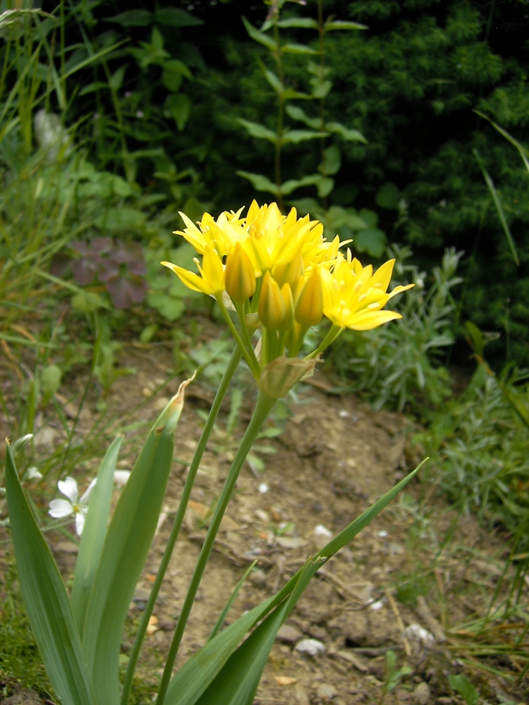 Form