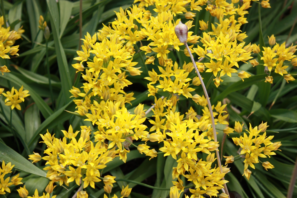 Allium moly