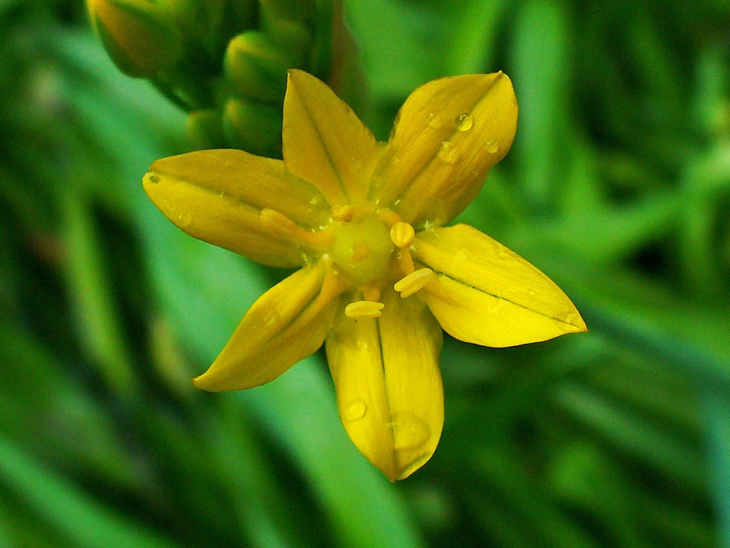 Allium moly
