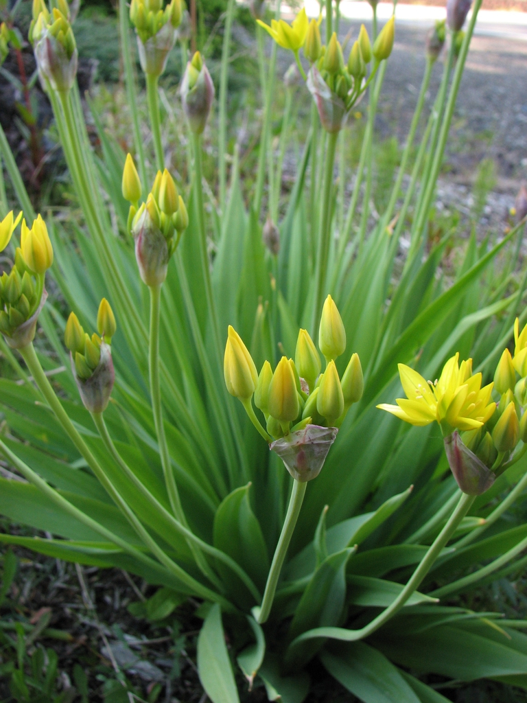 Allium moly