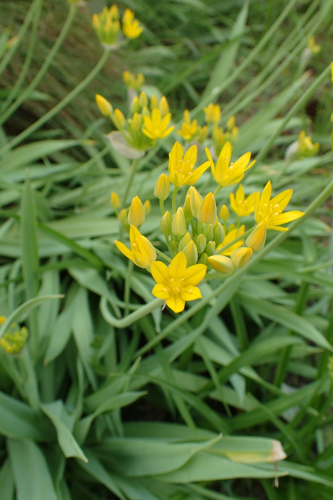 Form
