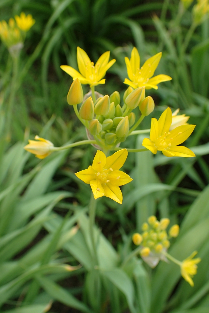 Form