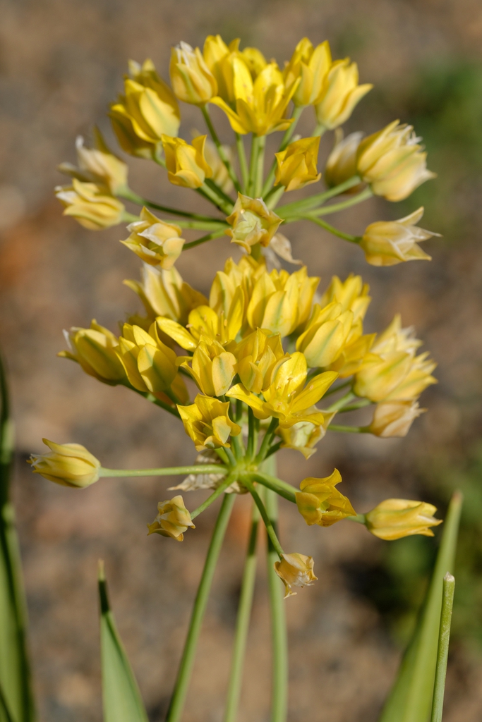 Allium moly