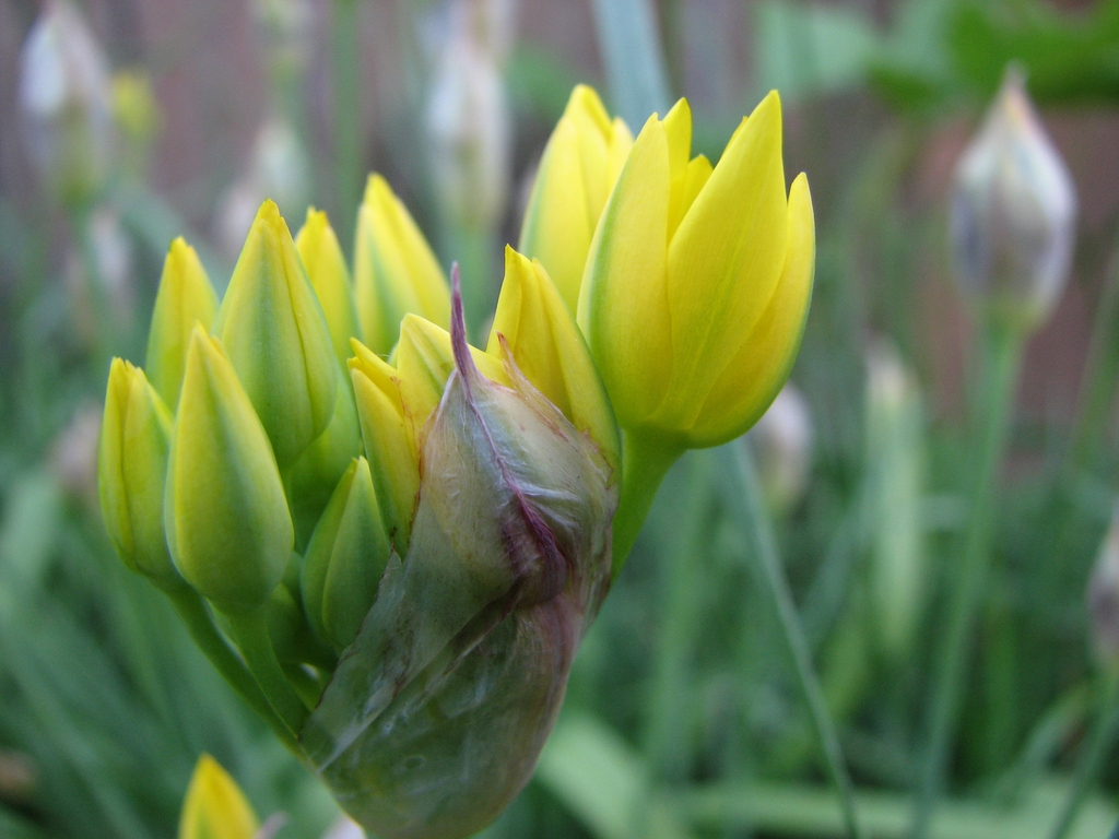 Flower buds