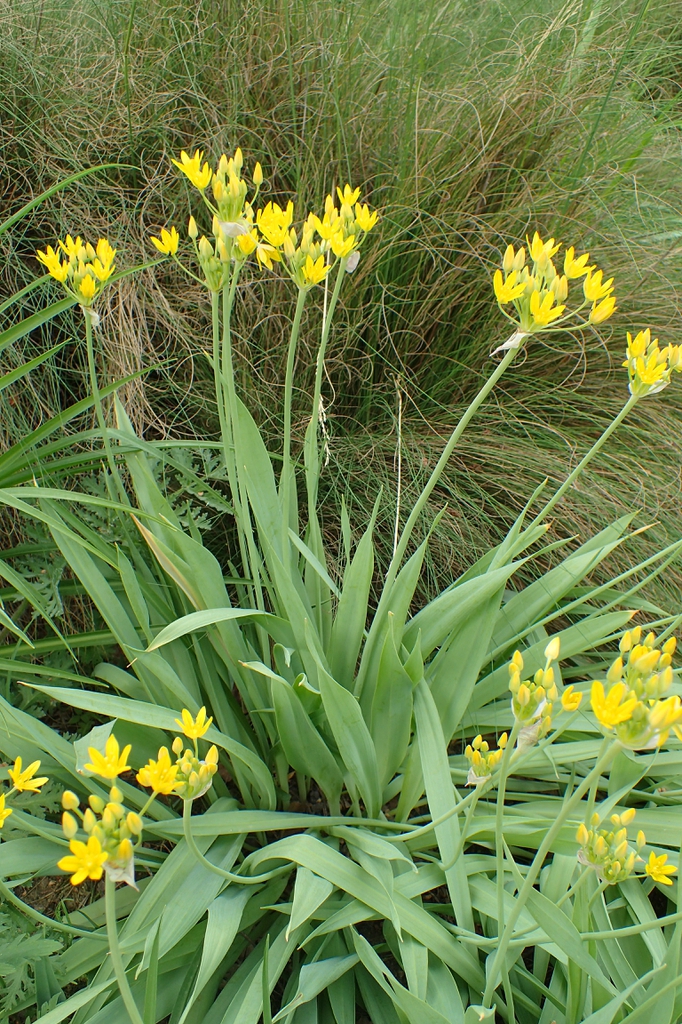 Flower form