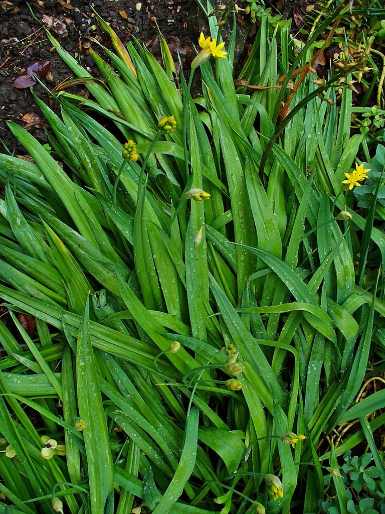 Leaves