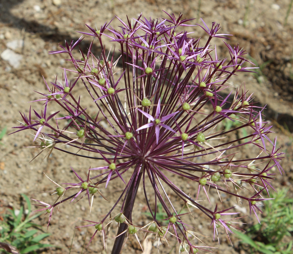 Allium oreophilum