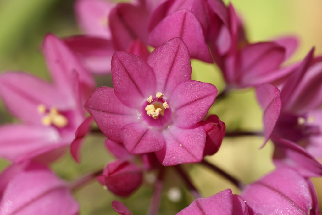 Allium oreophilum