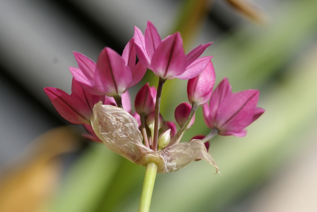 Allium oreophilum